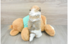 Havanese Pup Being Cute