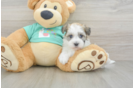 Best Havanese Baby