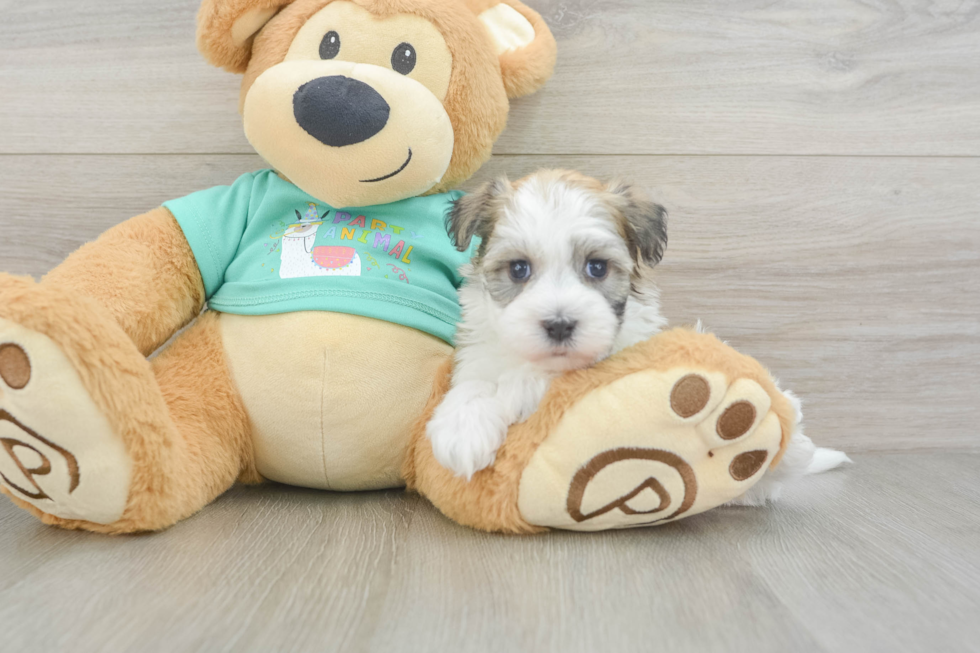 Best Havanese Baby