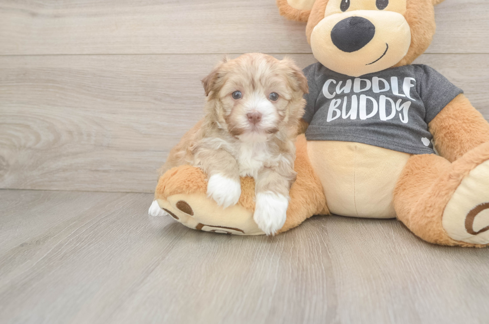 5 week old Havanese Puppy For Sale - Florida Fur Babies