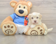 6 week old Havanese Puppy For Sale - Florida Fur Babies