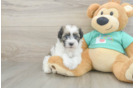 Friendly Havanese Purebred Pup