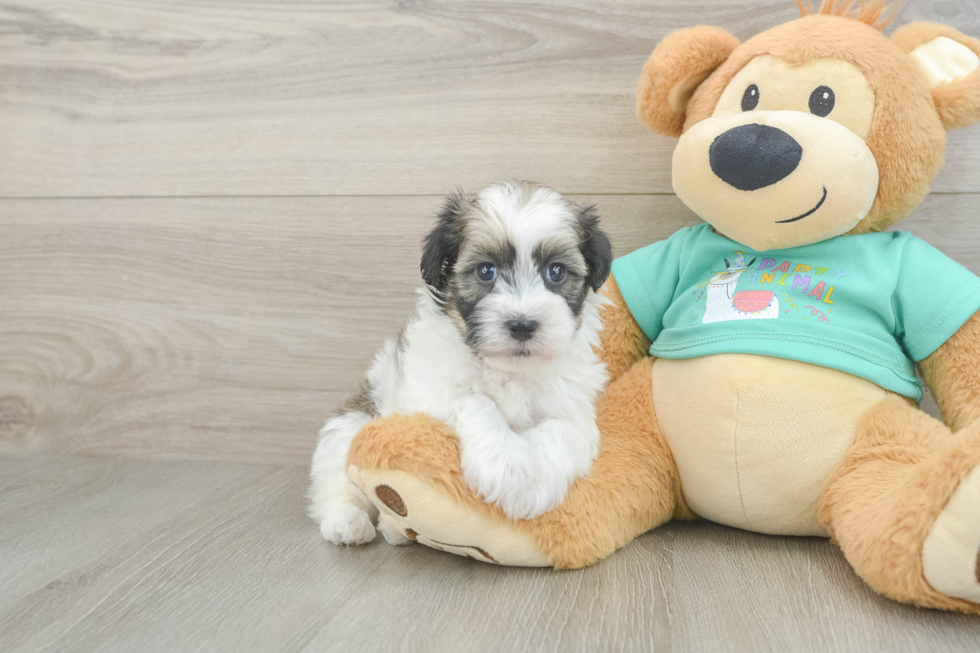 Friendly Havanese Purebred Pup