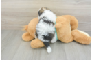 Hypoallergenic Havanese Baby