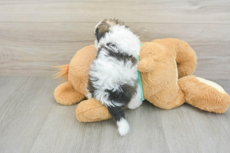 Hypoallergenic Havanese Baby