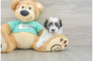 Cute Bichon Habanero Purebred Puppy