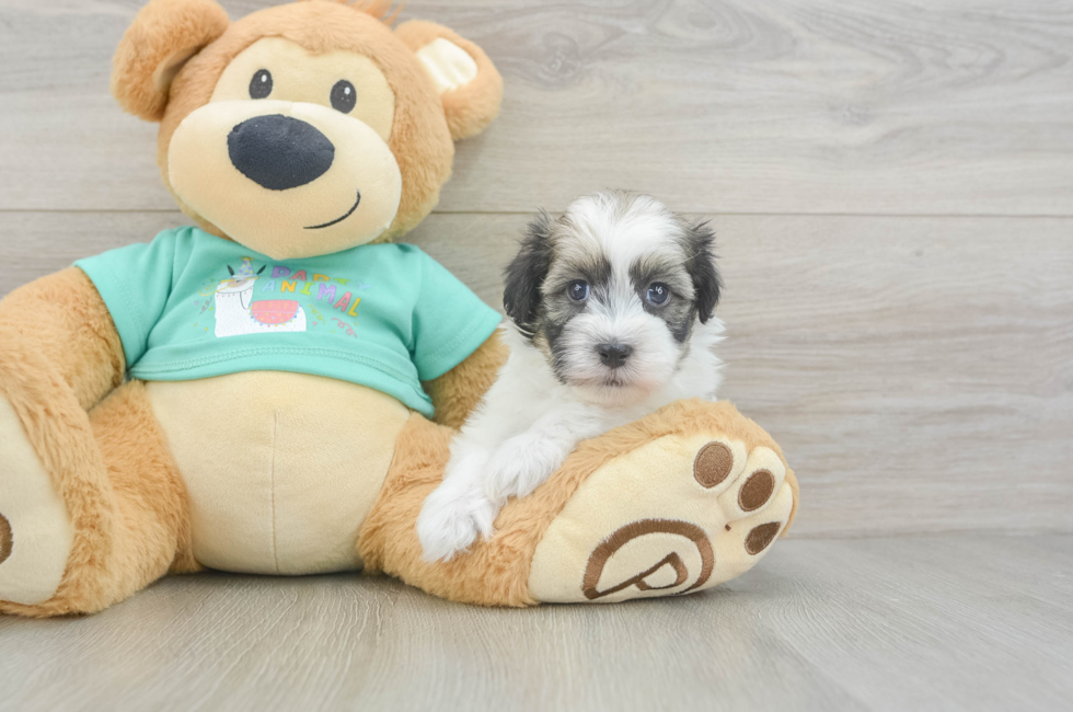 5 week old Havanese Puppy For Sale - Florida Fur Babies