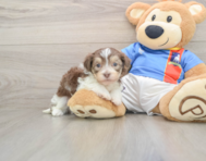 5 week old Havanese Puppy For Sale - Florida Fur Babies