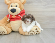 8 week old Havanese Puppy For Sale - Florida Fur Babies