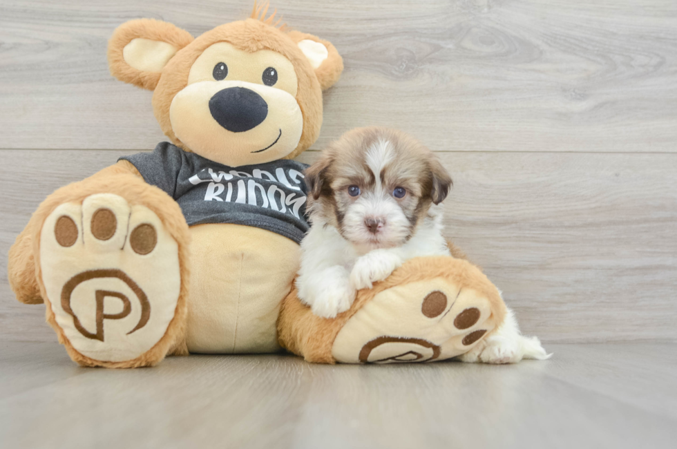 5 week old Havanese Puppy For Sale - Florida Fur Babies