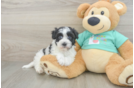 Popular Havanese Baby