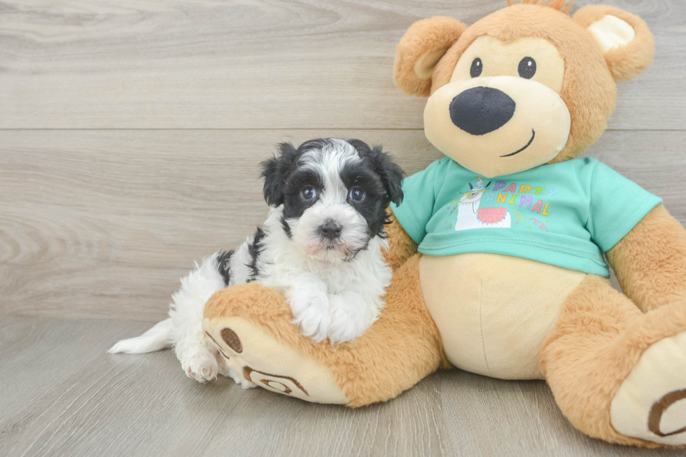 Popular Havanese Baby