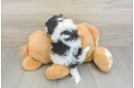 Adorable Havaneser Purebred Puppy