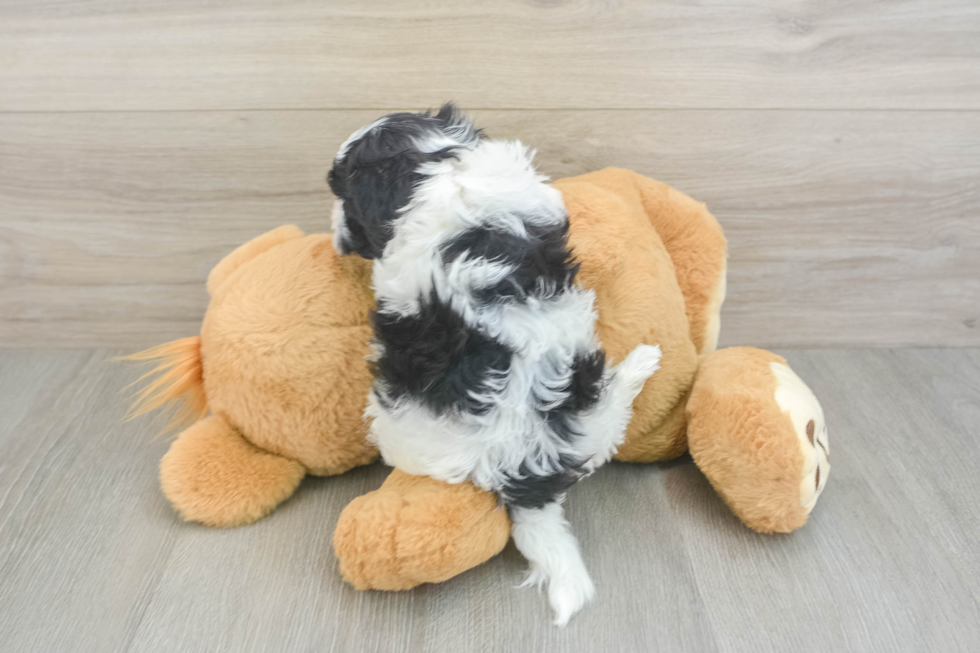 Adorable Havaneser Purebred Puppy