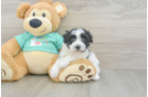 Havanese Pup Being Cute