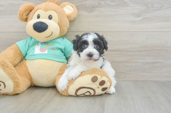 Havanese Pup Being Cute