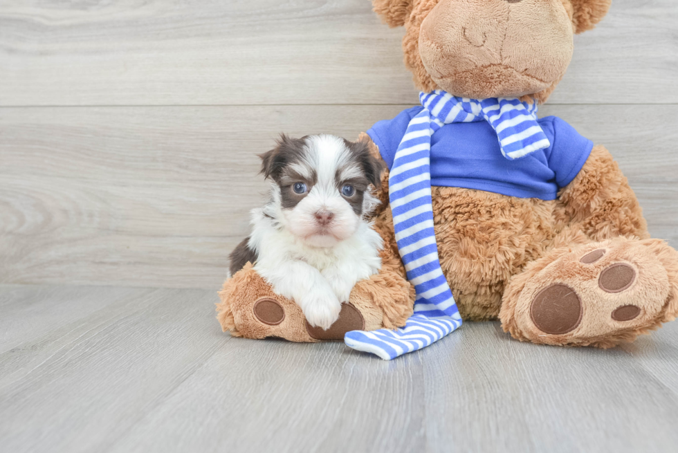 Havanese Puppy for Adoption