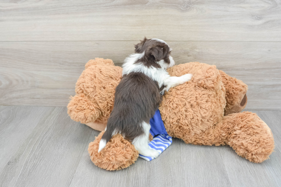 Funny Havanese Purebred Pup