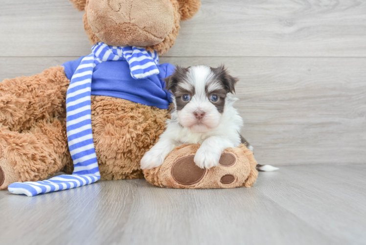 Small Havanese Baby