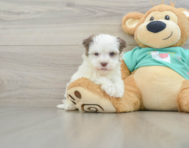 7 week old Havanese Puppy For Sale - Florida Fur Babies