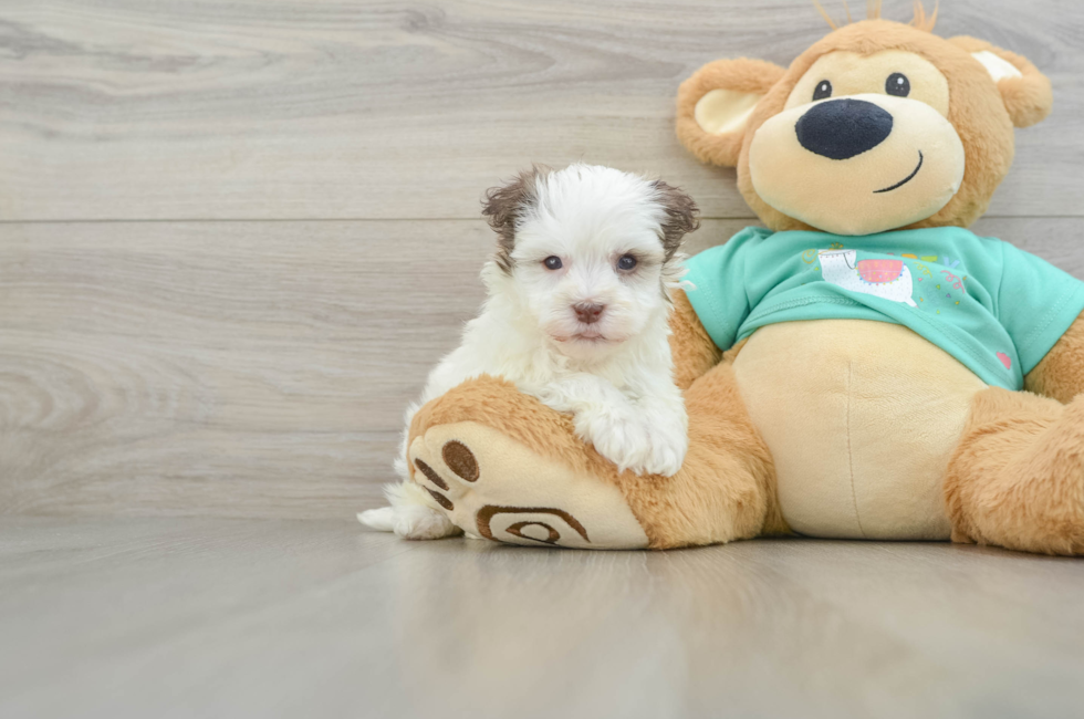 5 week old Havanese Puppy For Sale - Florida Fur Babies