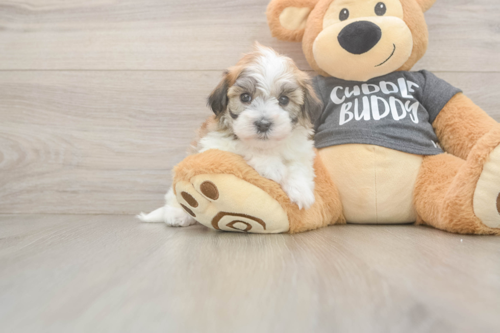Havanese Pup Being Cute