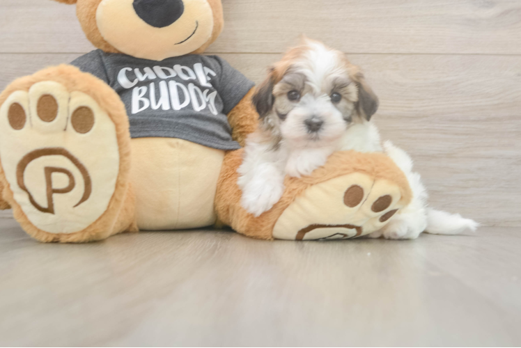 Adorable Bichon Havanes Purebred Puppy