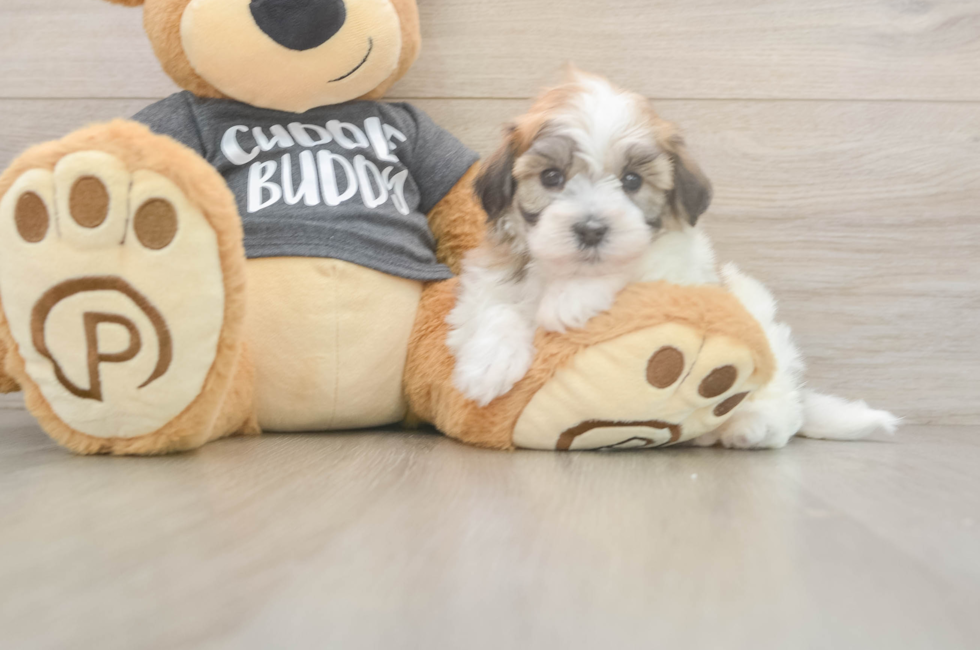 5 week old Havanese Puppy For Sale - Florida Fur Babies