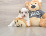 5 week old Havanese Puppy For Sale - Florida Fur Babies