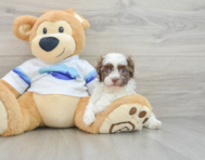 8 week old Havanese Puppy For Sale - Florida Fur Babies