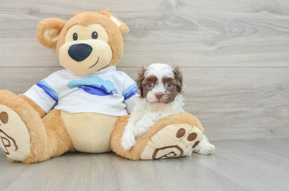 5 week old Havanese Puppy For Sale - Florida Fur Babies