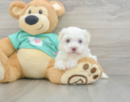 6 week old Havanese Puppy For Sale - Florida Fur Babies