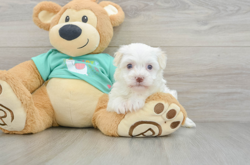 5 week old Havanese Puppy For Sale - Florida Fur Babies