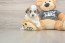 Adorable Havanese Cuban Bichon Purebred Puppy