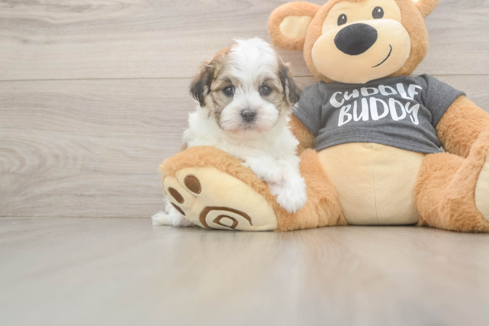 Adorable Havanese Cuban Bichon Purebred Puppy