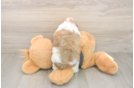 Best Havanese Baby