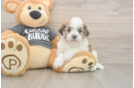 Havanese Puppy for Adoption