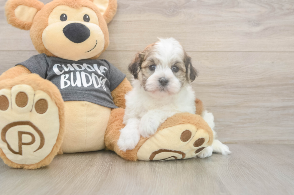 5 week old Havanese Puppy For Sale - Florida Fur Babies
