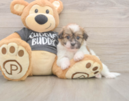 5 week old Havanese Puppy For Sale - Florida Fur Babies
