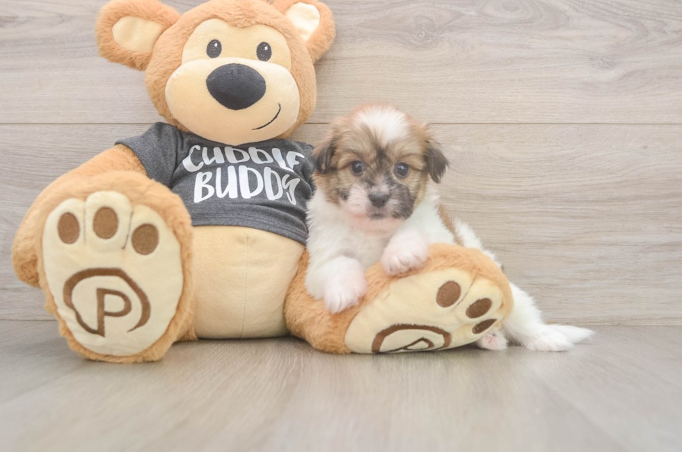5 week old Havanese Puppy For Sale - Florida Fur Babies