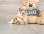 5 week old Havanese Puppy For Sale - Florida Fur Babies