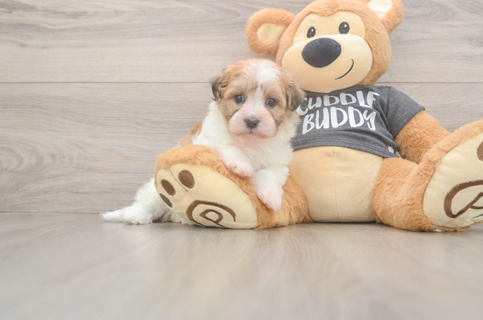 5 week old Havanese Puppy For Sale - Florida Fur Babies