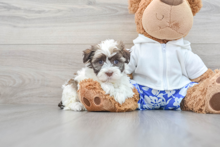 Akc Registered Havanese Baby