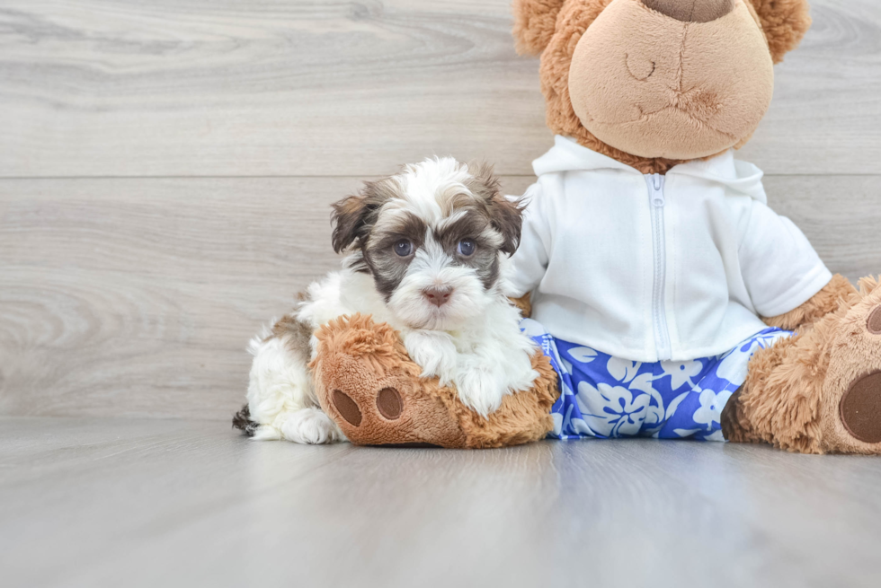 Akc Registered Havanese Baby