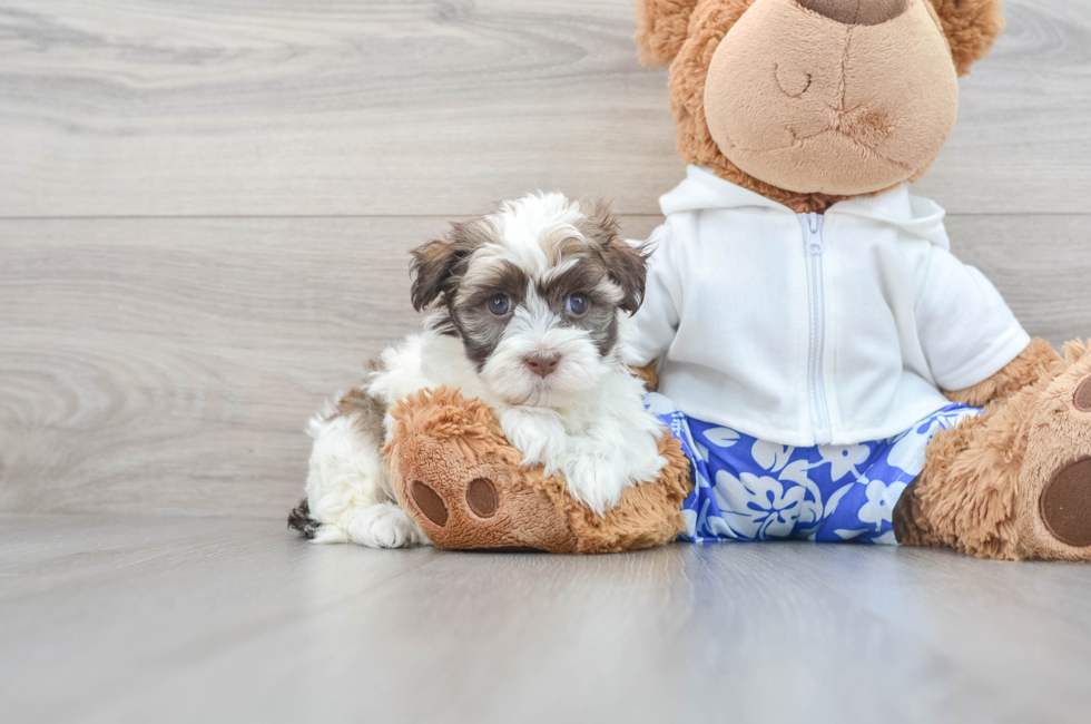7 week old Havanese Puppy For Sale - Florida Fur Babies