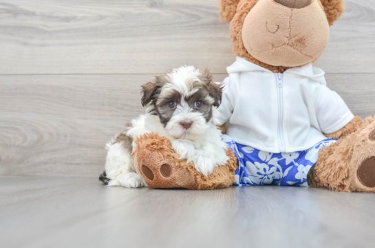 Akc Registered Havanese Baby