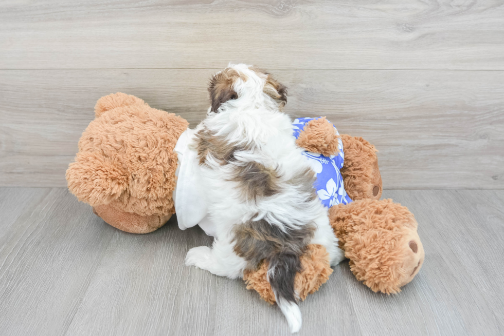 Best Havanese Baby