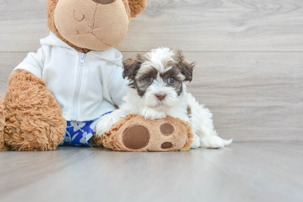 Hypoallergenic Havanese Purebred Pup
