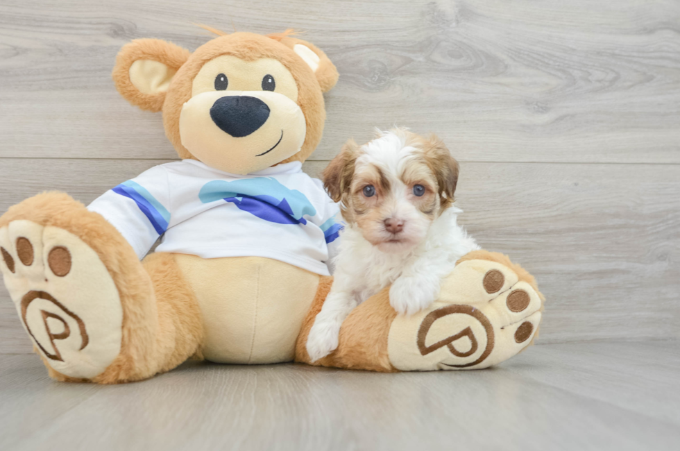 5 week old Havanese Puppy For Sale - Florida Fur Babies