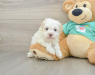 7 week old Havanese Puppy For Sale - Florida Fur Babies